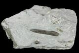 Fossil Belemnite & Gastropod in Rock - Germany #125433-1